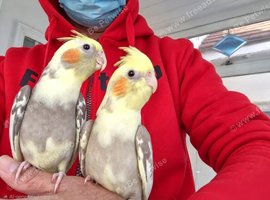 Super silly hand tamed baby cockatiel