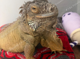 Beautiful green iguana