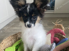 Stunning Boy papillon