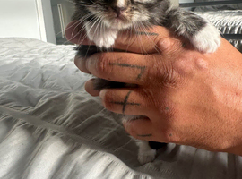 Ragdoll cross kittens for sale (full ragdoll mum) &pound;275