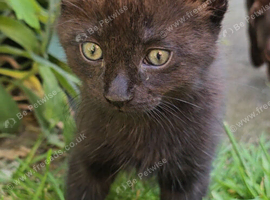 Kittens looking for a loving home