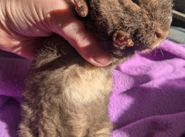 Pure bred Teddy guinea pig boars