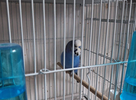 Budgie