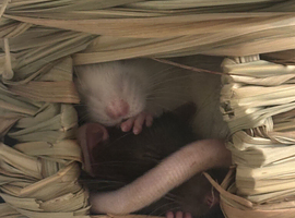 2 male rats and cage