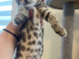 6 Beautiful Pure bengal kittens