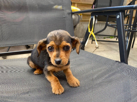 Jack russel x dashhund puppy