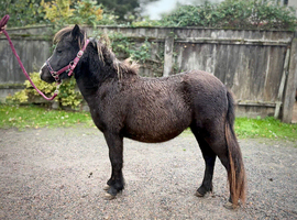 Lovely pure Falabella filly