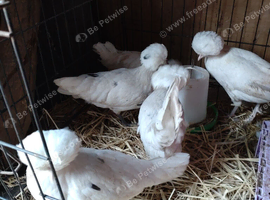 5 Poland pullets (female)