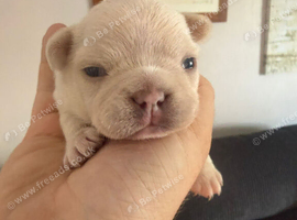 Beautiful Half-Fluffy French Bulldog Cross Puppies