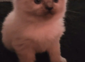 Kitten