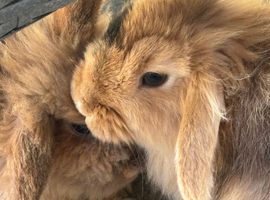 2 1 year old lionhead lops