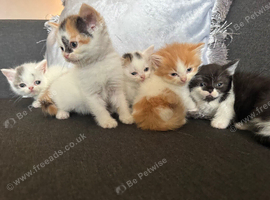 Persian cross ragdoll