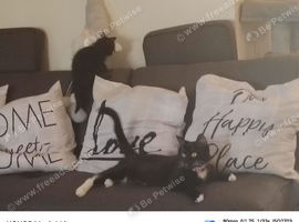 KITTENS TWO BLACK GIRLS FULL OF LIFE