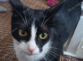 Female cat