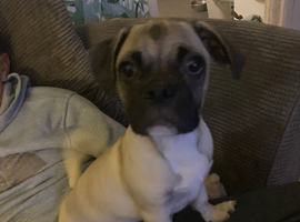 Pug x male