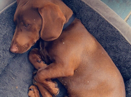 Male dachshund