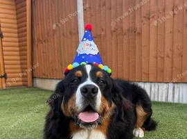 Romanian import Bernese mountain dog