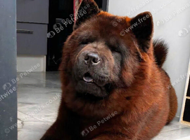 4 year old bear