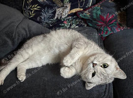 Female British shorthair