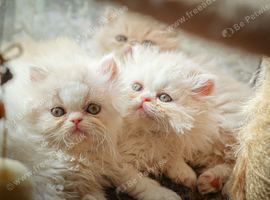Stunning fluffy girls