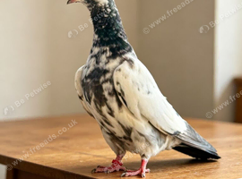 Teddy pigeon