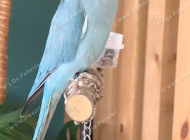 Indian ringneck looking for new home