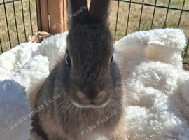 Beautiful 10 week old mini Netherland Dwarf Doe.