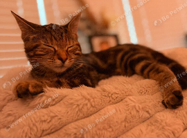 kitten for sale