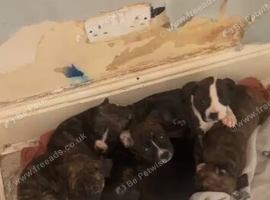 Puppies for sale