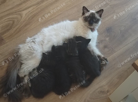 Ragdoll cross kitten