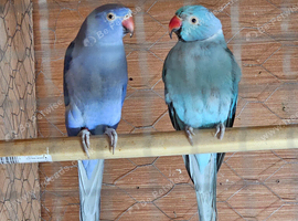 Pair of ringnecks