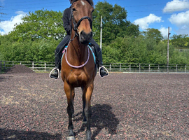 16.2 tb mare
