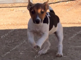 Jackrussel pups