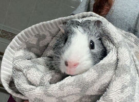 Male guniea pig