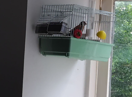 Goldfinch