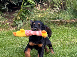 Black & Tan Cocker