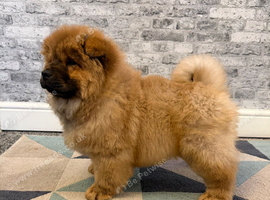 KC registered adorable chow chow puppies