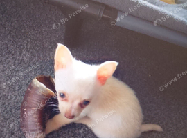White/cream coloured baby boy pomchi puppy