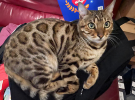 Beautiful Neutered Male