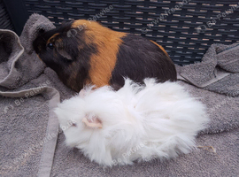 Tricolour retired sow