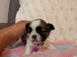 Beautiful Lhasa apso babies