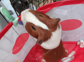 Male guineapig
