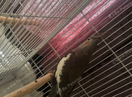 Semi tamed Baby cockatiel