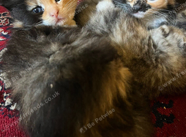 Calico kittens for sale