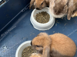 Gorgeous Mini Lop Babies Ready Now