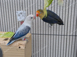 Pair of lovebirds for sale