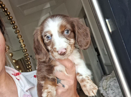 Long haired miniature Dachsund puppies