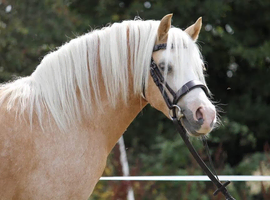 TOP QUALITY LEADREIN / FIRST RIDDEN SHOW PONY