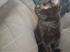 Lovely Male Kitten Looking for a Loving Home