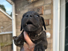 Staffordshire bull terrier